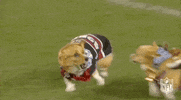 National Football League Running GIF by NFL