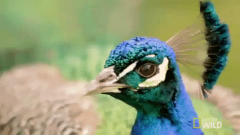 natgeowild giphygifmaker nat geo wild peacock GIF