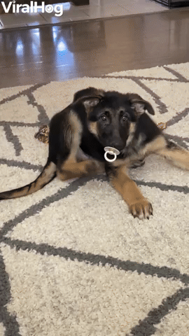 Dog or Baby Why Not Both!