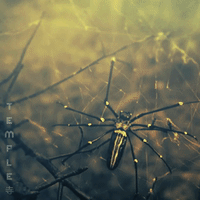 screenmediafilms creepy temple screen media films GIF