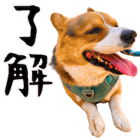 Corgi Ok Sticker
