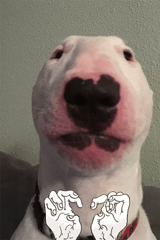 puppernelson giphygifmaker giphyattribution creepy doge GIF