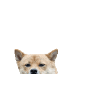 Shiba Happydog Sticker by RIMAGINE