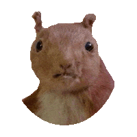 squirrel STICKER by imoji