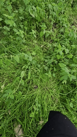 giphyupload GIF