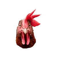 Chicken Sticker