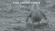 Dance Dancing GIF by U.S. Fish and Wildlife Service