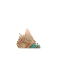 How To Train Your Dragon Adventure Cat Sticker by Geekster Pets