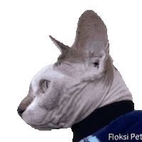 Cat What Sticker by Floksi Pet