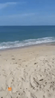 White Shark Causes Commotion Close to Massachusetts Beach
