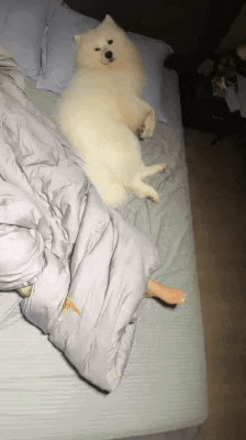 cuteanimalland giphyupload GIF