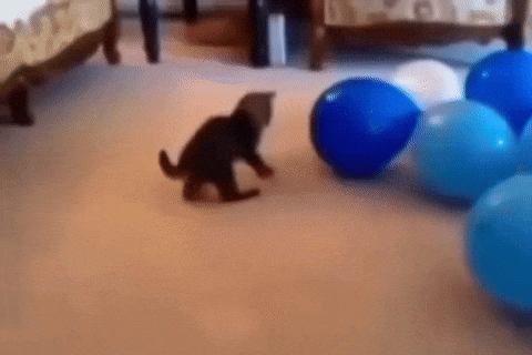 Cat Boom GIF