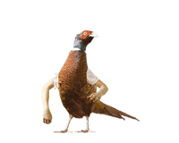 Perfection Nice One GIF by Zlatý Bažant