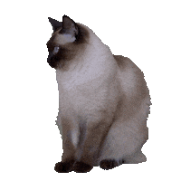 Cat Sticker by vandehart