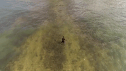 chippi chippi GIF by sheckwes