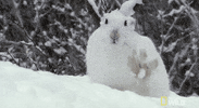 animals gone wild winter GIF by Nat Geo Wild