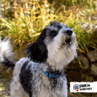 Tiere Bis Unters Dach Dog GIF by SWR Kindernetz