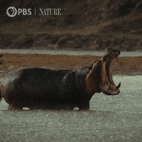 Angry Pbs Nature GIF by Nature on PBS