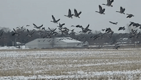 Huge Flock of Geese Shock Man