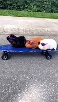 Stylish Guinea Pigs Ride Skateboard