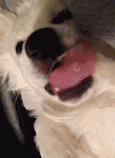 dog tongue GIF