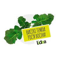 lidea_seeds canola rapeseed lidea lidea seeds Sticker