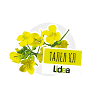 lidea_seeds canola rapeseed lidea lidea seeds Sticker