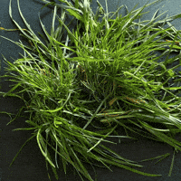 Circuit Court Orange GIF by Chez Perrette