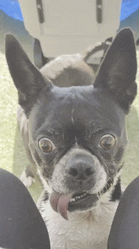 LuckyDogRefuge crazy tennis fetch doglove GIF