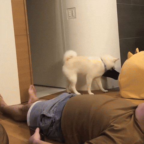 cuteanimalland giphyupload GIF