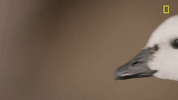 nat geo bird GIF by National Geographic Channel