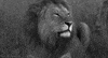 lion roaring GIF