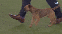 Terrier
