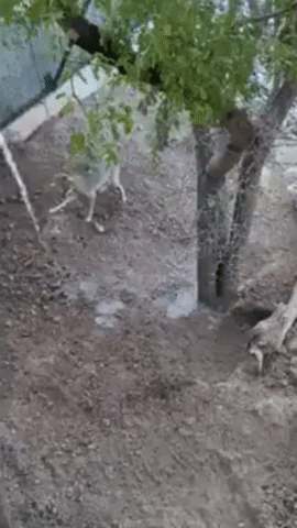 Coyote at Phoenix Zoo Beats the Heat by Splashing in Cold Water