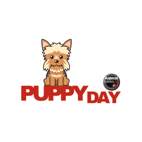 Yorkshire Terrier Dogs Sticker by AnimalNewstTV