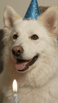 Happy Birthday GIF