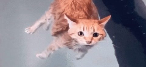 Cat GIF