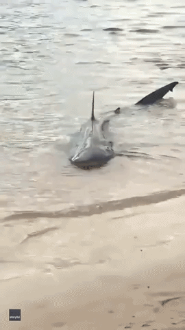 People as Shark Struggles in Shallow Waters