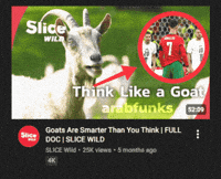 Laugh Goat GIF