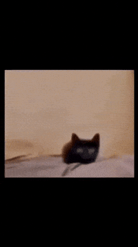 Ahadhasan71 cat car cats boom GIF