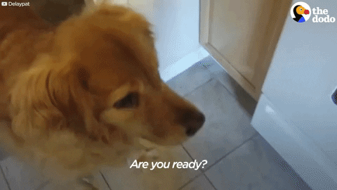 GIF by The Dodo
