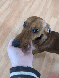 Sleepy Sausage Dog GIF