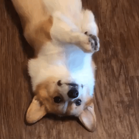 corgi beg GIF