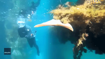 'Blind' Stingaree Hovers Close to Water Surface