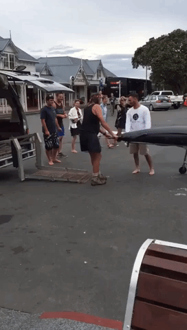 New Zealand Fishermen Land Monster Marlin