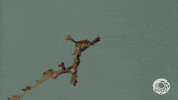 Sea Dragon Seahorse GIF by Monterey Bay Aquarium