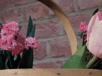 tweedyandfluff shocked stopmotion gardening what did you say GIF