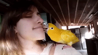 Golden Parakeet Gives a Delightful Facial Massage