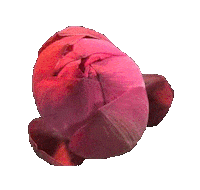 Flower Blooming Sticker