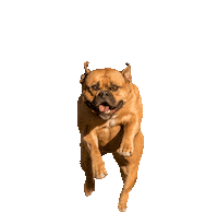 dog halloween Sticker by Tales&Tails